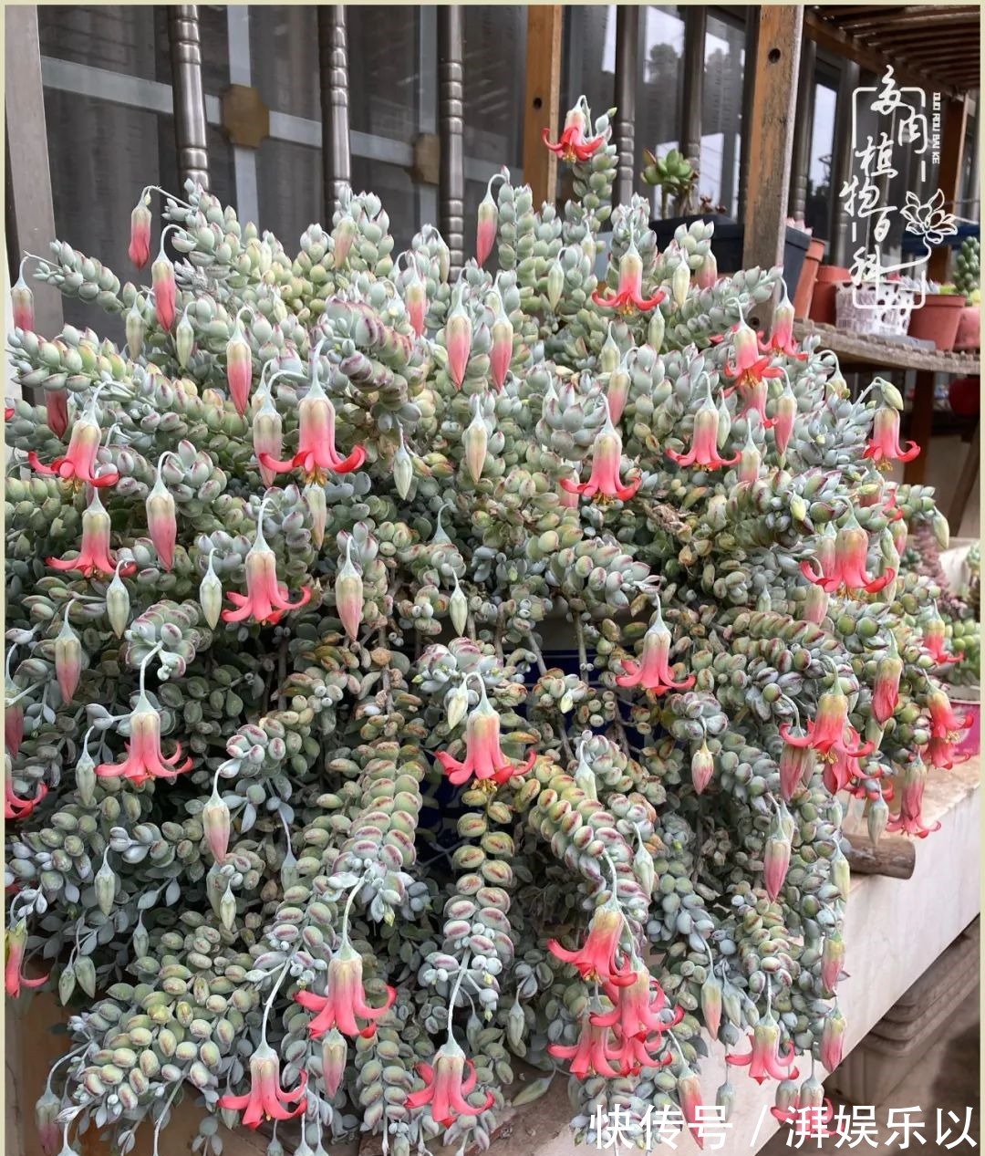 遇见即美,花事未荼蘼!种一桌子多肉,看花开花落!