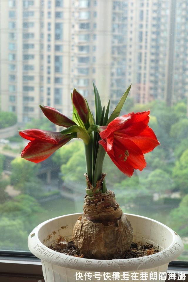 天冷|天冷了,15种漂亮花喜欢“大太阳”,多晒长得壮,花更多