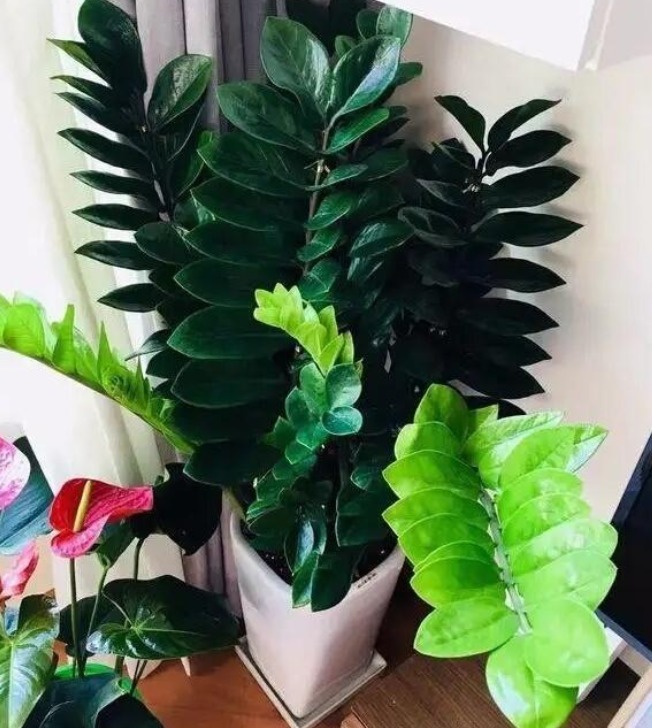 家中养花就选“这五种花”,自带“运气、财气”,还可以镇宅!