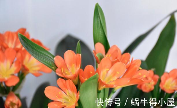 提高君子兰开花率的4种“宝贝”,第一种免费,第四种自己能制作