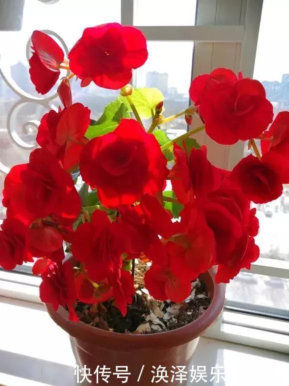 种花|3种花人称“夏必死”,买一盆死一盆,新手小白别忽视