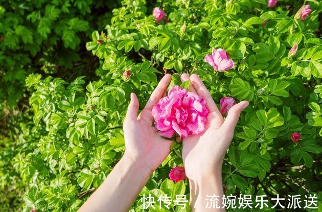 三种人|5岁小男孩,浑身起红疹,提醒蒲公英虽好,三种人要慎用