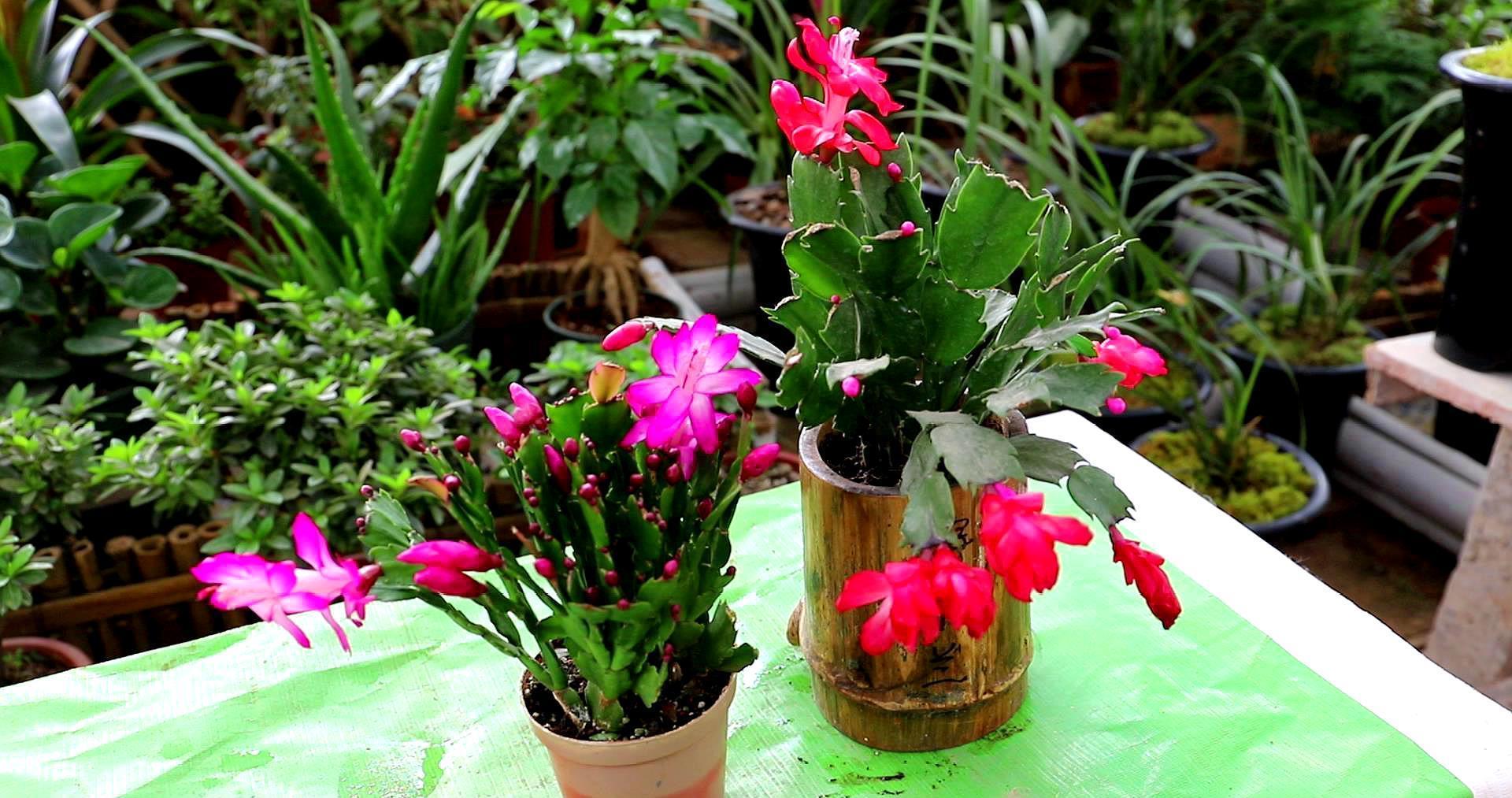 秋天|天气转凉,建议扦插6种花,温度“适宜”利于生根