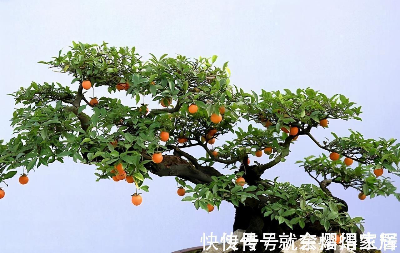 盆栽|有些树比玉树马齿苋更有价值,养成老桩能卖上万元