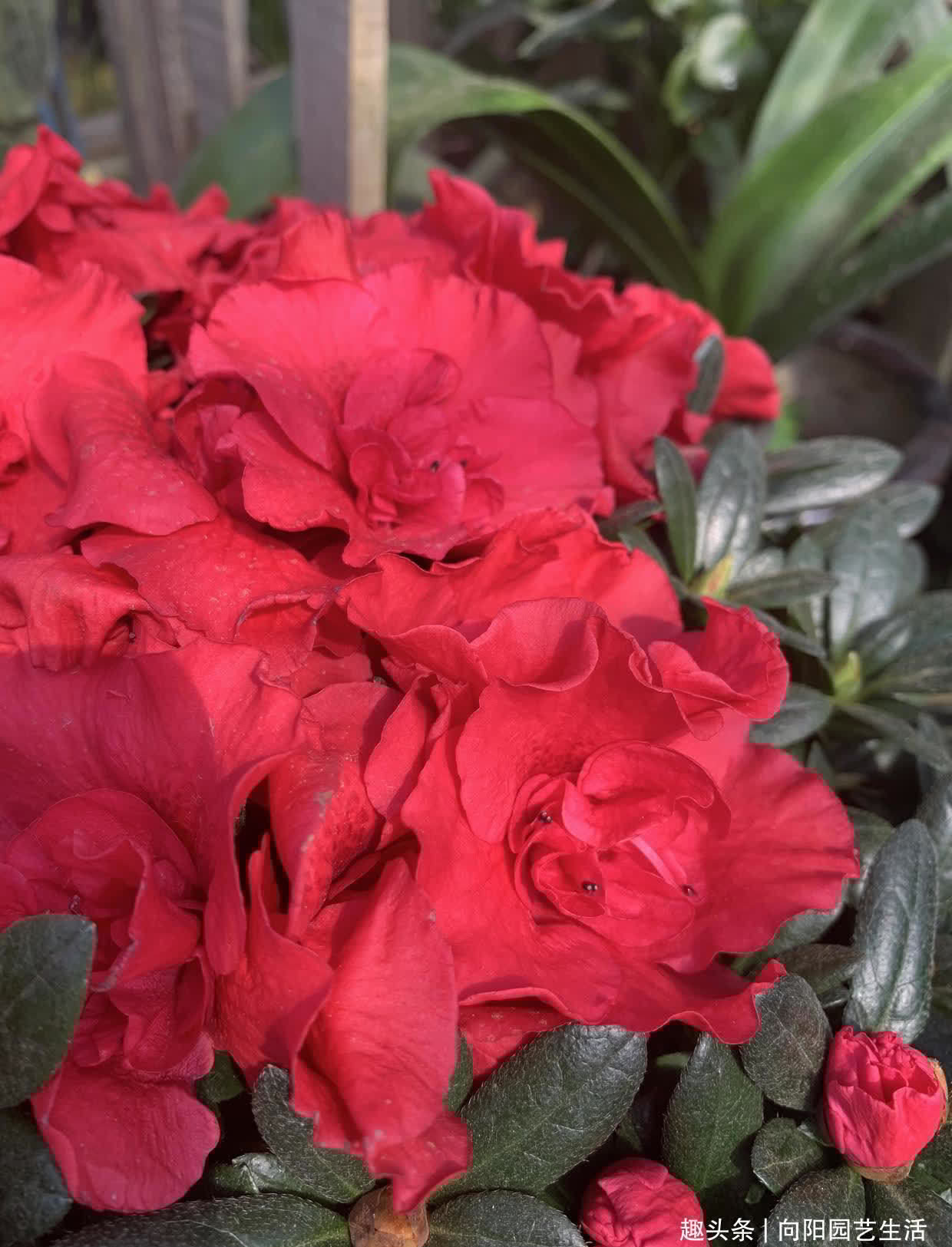 杜鹃花用沙土养,全年爆开花,花苞接连不断,红花开成花球