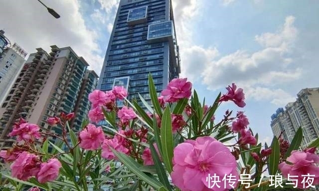 夹竹桃10片叶就可能要人命!为何还成为大城市“烂大街”的植物?