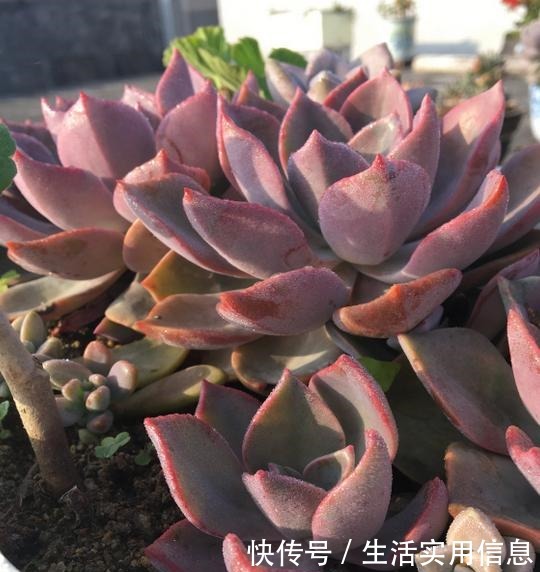 5种超级好养的多肉,如果初次接触多肉,建议不要错过!