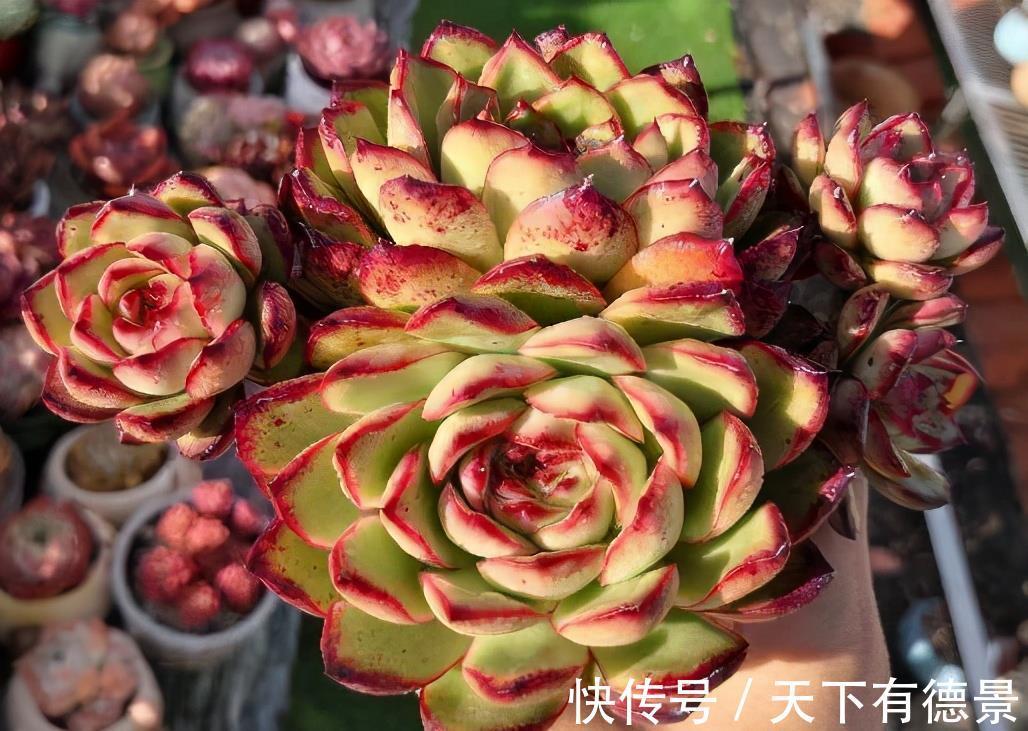 阳台党|阳台养多肉不能错过5款莲座型的品种，与价钱无关，就是很适合