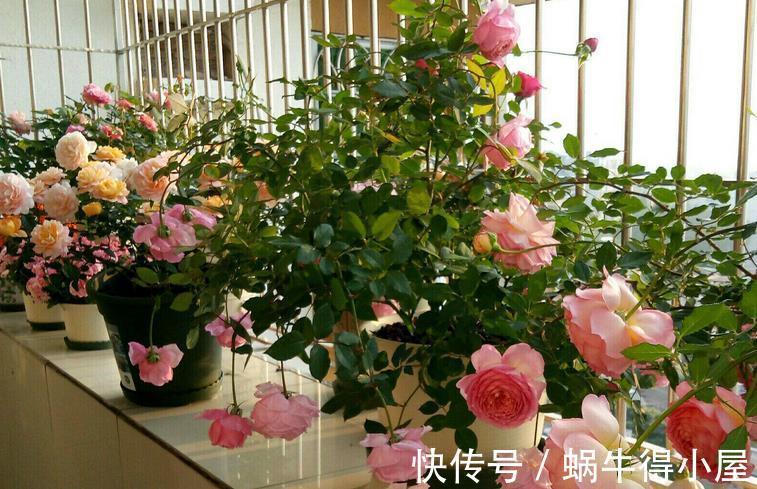 药剂|养月季，不用怕蚧壳虫、红蜘蛛、蚜虫，这么一处理问题全解决了