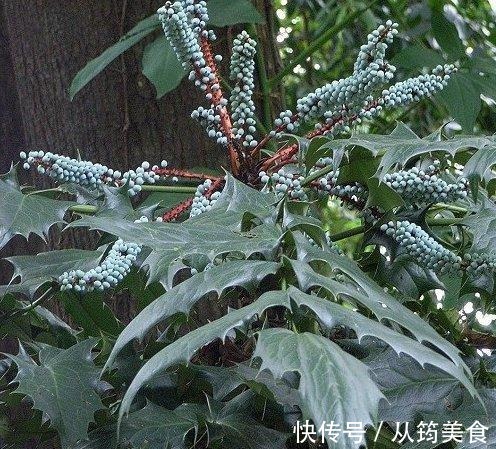 乡下一种“杂木”,叶片满是尖刺,猫儿看到都躲着走,其价值珍贵