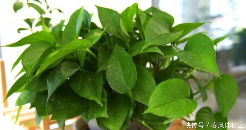 办好|养绿萝,哪些事情该做、不该做,该如何办好,你清楚吗?