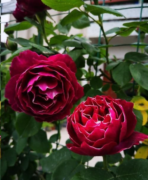 叶子|月季花发芽了却没叶子都怪土里这个物质太多