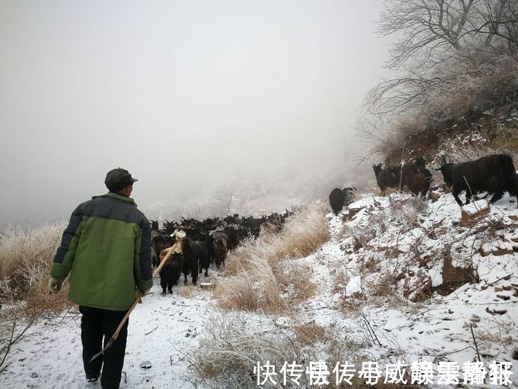 豹子|西太行山发现一只华北豹，右前肢受伤严重，可能为野猪所伤