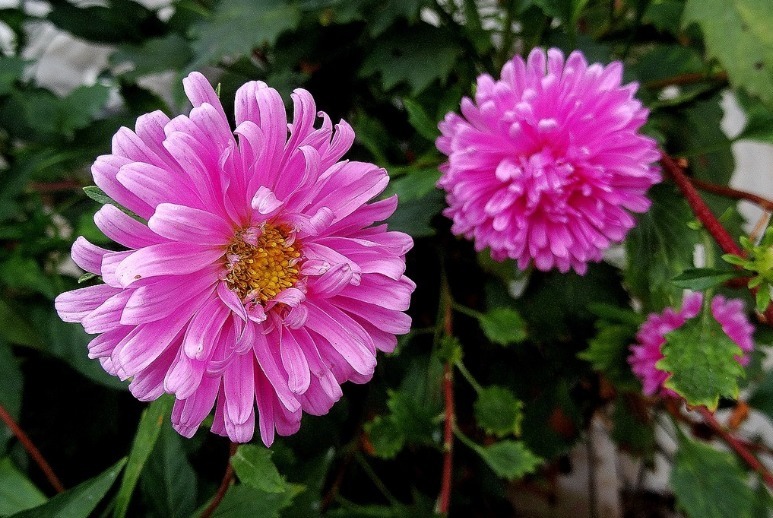 此花散发迷人的花香,有人称可以驱蚊赶虫,曾献给改革教会大司教