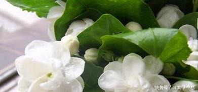 喝水|这些花,命太大,成桶成桶喝水,烈日下开花,开爆整个夏天!