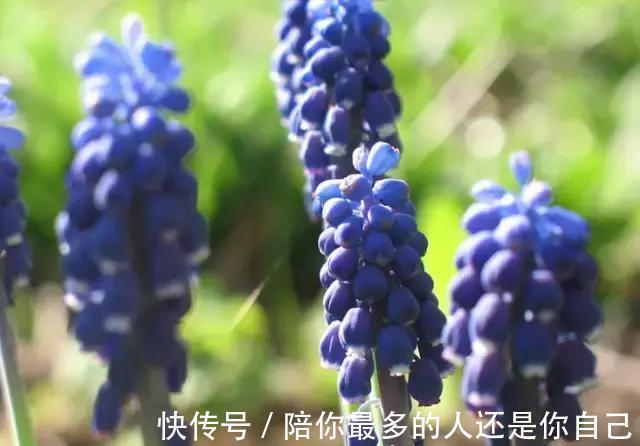 栀子花|适合家里养的十种带有香味的花,你家里有吗?