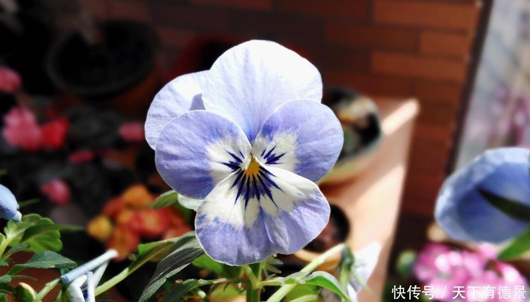 阳台养花学会“组合”,开花就像接力赛,这盆开完那盆开