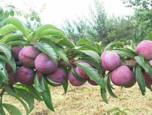 肺热干咳|人到中年要会吃，常吃三种食物，降压减脂，抗衰老，早吃早好