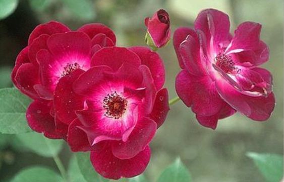 新手养花,不如养盆花中精品“葡萄冰山”,花大色艳,株型饱满