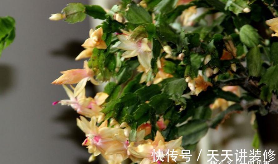 休眠|9月做件事,唤醒蟹爪兰,10月3方法,年底花开爆