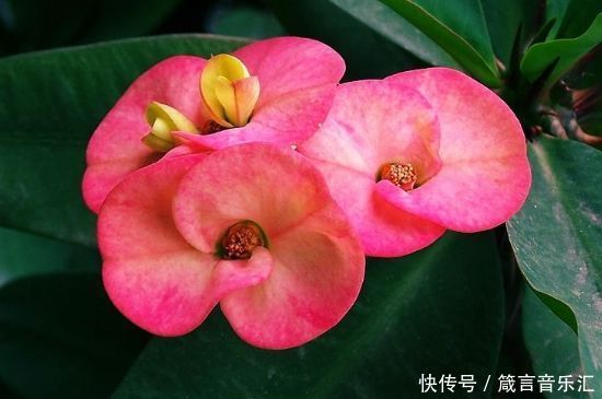 养花就养这几款,全年开花不停,鲜艳夺目,开花勤爱爆盆