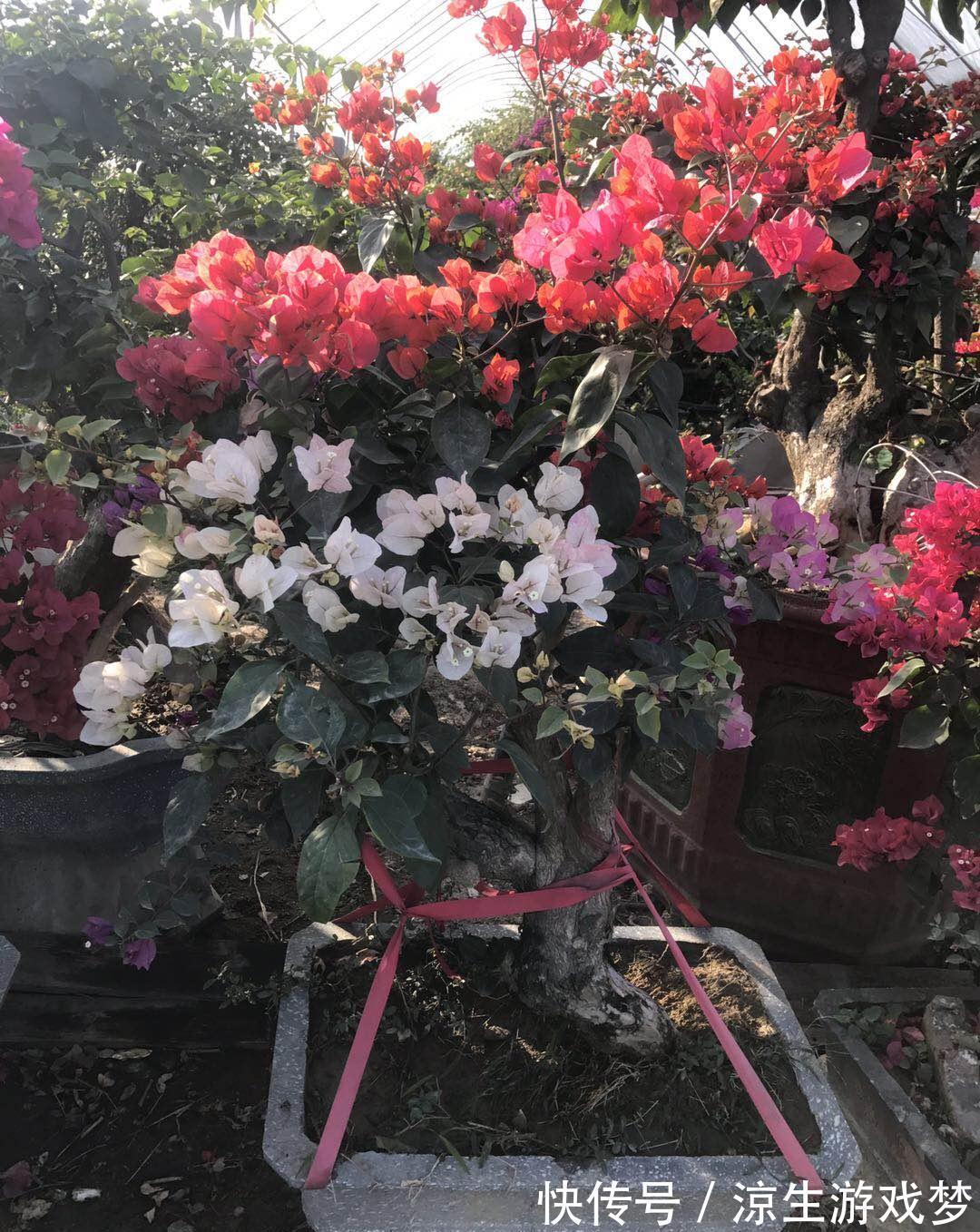 新买的杜鹃，记住4点，不黄叶不落叶，盆盆都能开爆