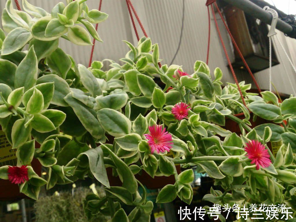 叶子娇嫩诱人的牡丹吊兰,以前被当野菜炒,转身变家里宝贝的盆栽