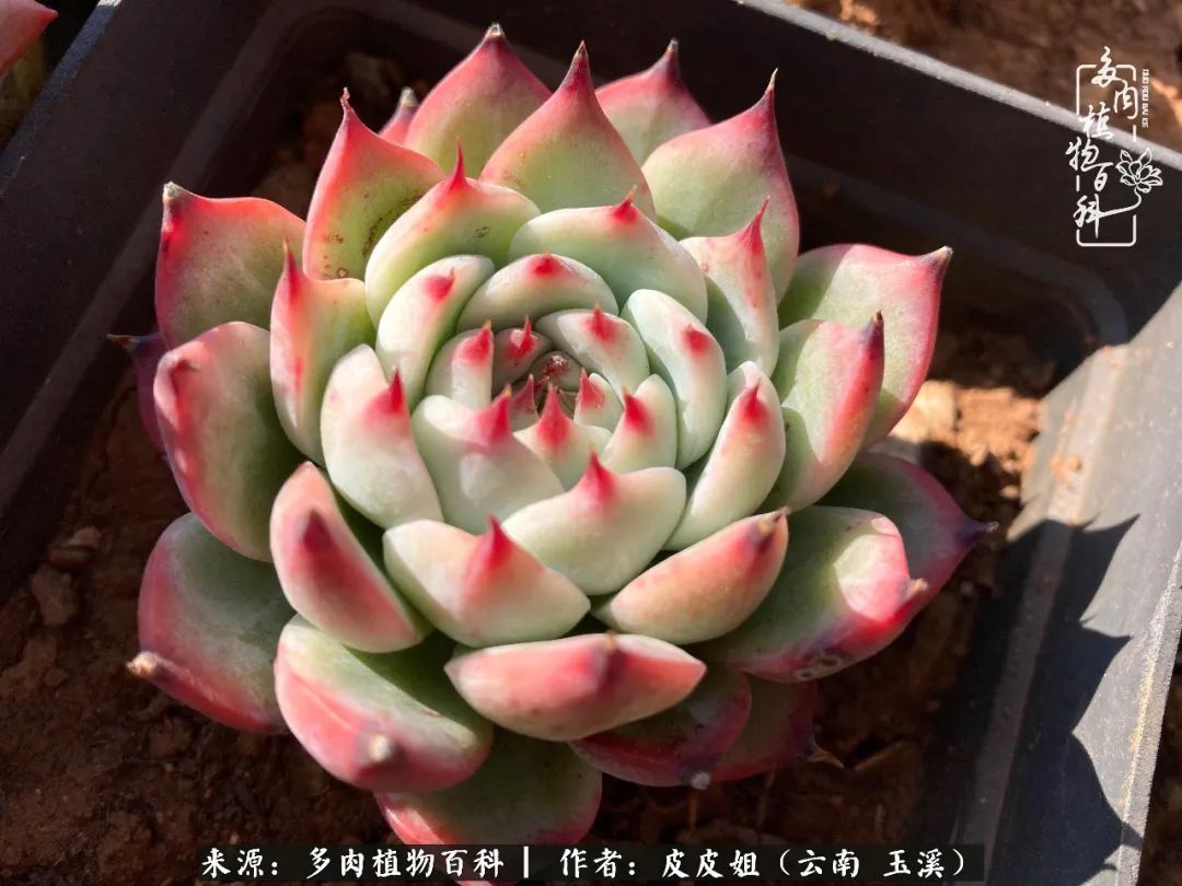 秋黄|柴米油盐的日子,养几盆多肉吧,为生活添几抹色彩!