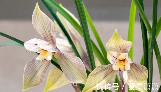 百合花|养这7种花，预算够就买好的，预算不够干脆别买