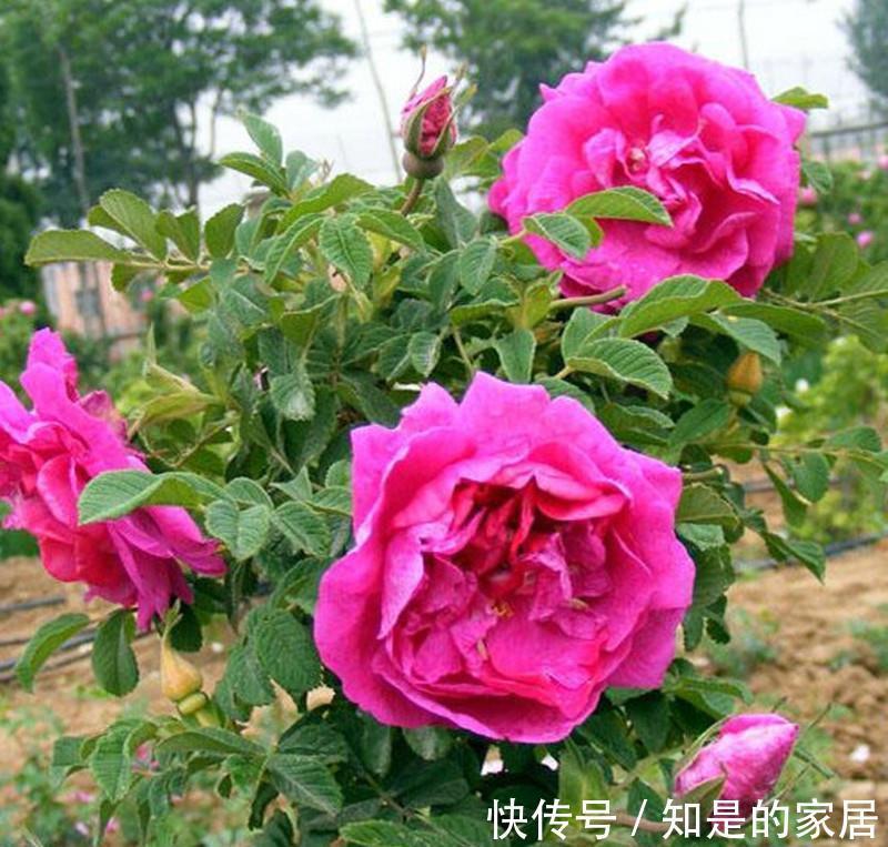 茉莉|“漂亮花”,养人又养心,好看又好吃,是老中医的最爱