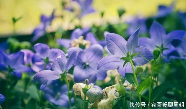 麻黄|一个无比强大的方子,寒积、气积、血积、食积、痰积,通通排掉