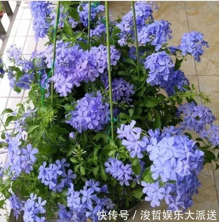 修剪|“4种花”懒人、新手都能养的好,一言不合就爆盆,你一定喜欢