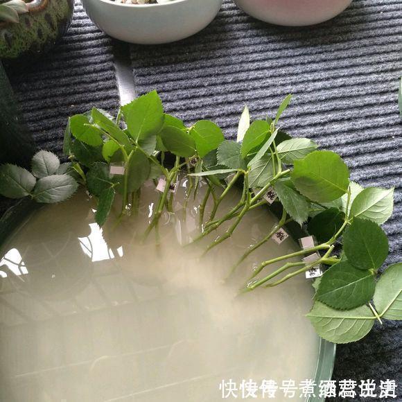 长寿花|扦插最佳时期到了,有这花赶紧插,沾土就能活!