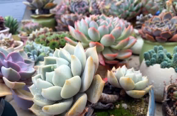 网购多肉不发根,半死不活,重新修理根系,拿到水里泡一泡