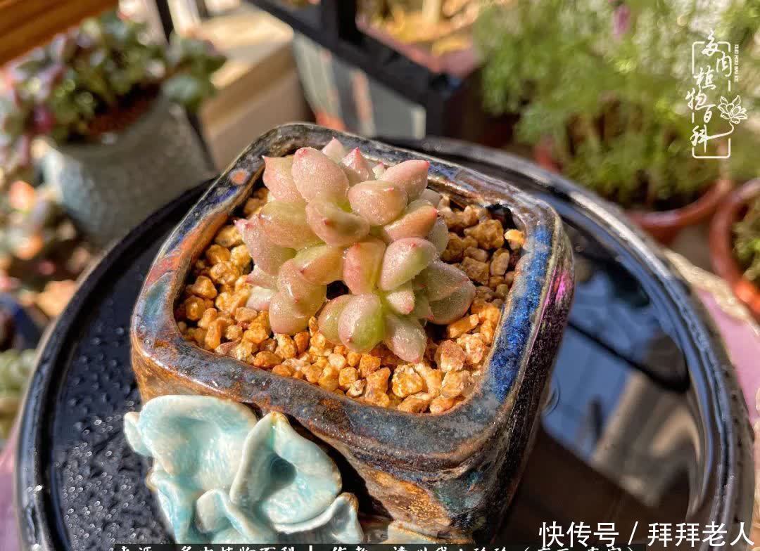 多肉与我,不负时光韶华!