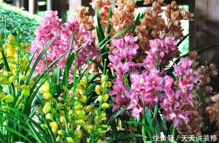  3种花好养、开花量大，四季有花开，花香四溢飘满屋，美