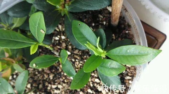 扦插|学会这种扦插法,2周生根,插什么活什么,太简单了!