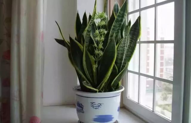 花再好看也别花钱买,浪费!只要随便捡几片叶子,落地就疯长