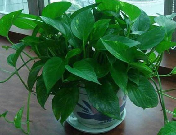 养分|绿萝长出这种枝，看到就赶紧剪，不剪，很难养爆盆