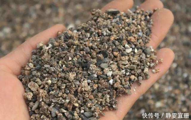 煤渣还能养花每个花盆埋入一小勺,养什么花都旺,老花农都知道