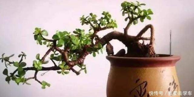 家中养金枝玉叶,到底能不能开花,原来需要满足这些条件!