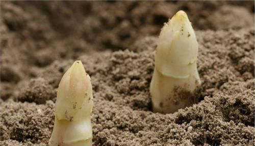 遇光就会“变质”,富含硒元素,炒肉是一绝,当下12元一斤