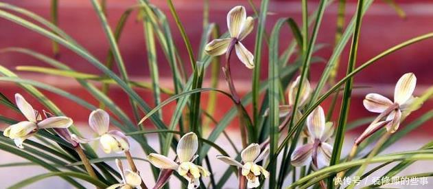 兰花|怎样在众多兰花中,一眼就能区分出莲瓣兰?