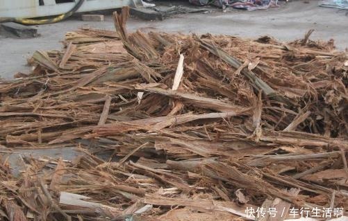 养君子兰,盆底放1把“它”,叶绿开花大,比花肥好10多倍!