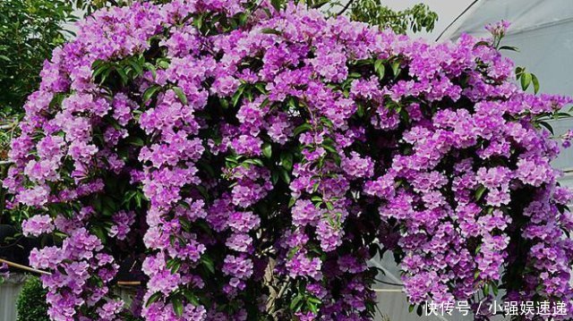 此花，花开上千朵，一年能长2米高，比三角梅还强健，盛夏花最旺