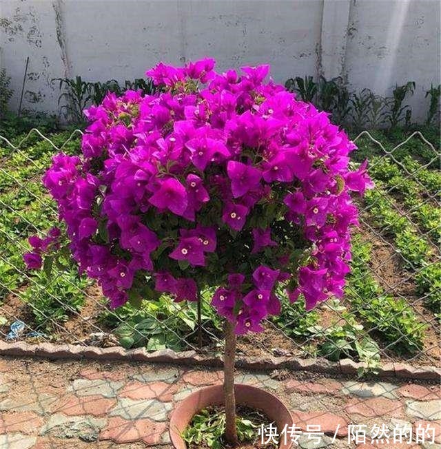 5种强悍花，个个晒不死，不晒就蔫巴，见光开大花，一开300天！