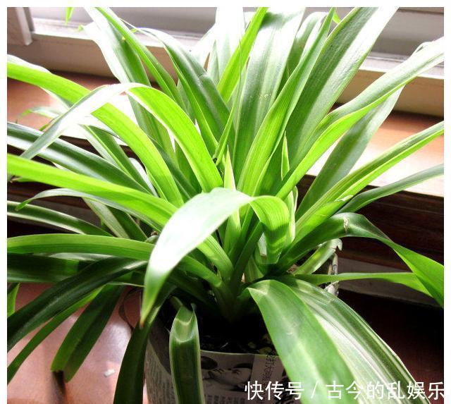 浇花时往水里加点它，叶子疯长绿油油不到一周就爆盆