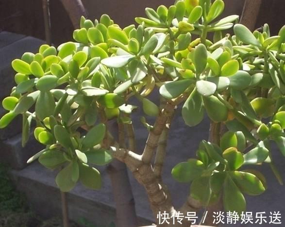 小花|玉树枝条粗壮，叶片肥嘟嘟，这样养，更加大气！