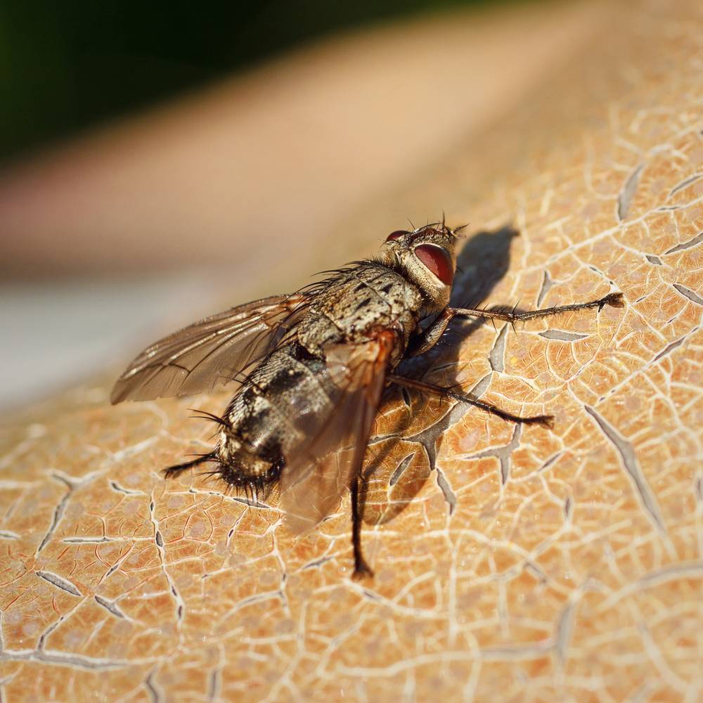 生物学家 南半球中纬度岛屿的昆虫,为何都放弃了飞行能力?