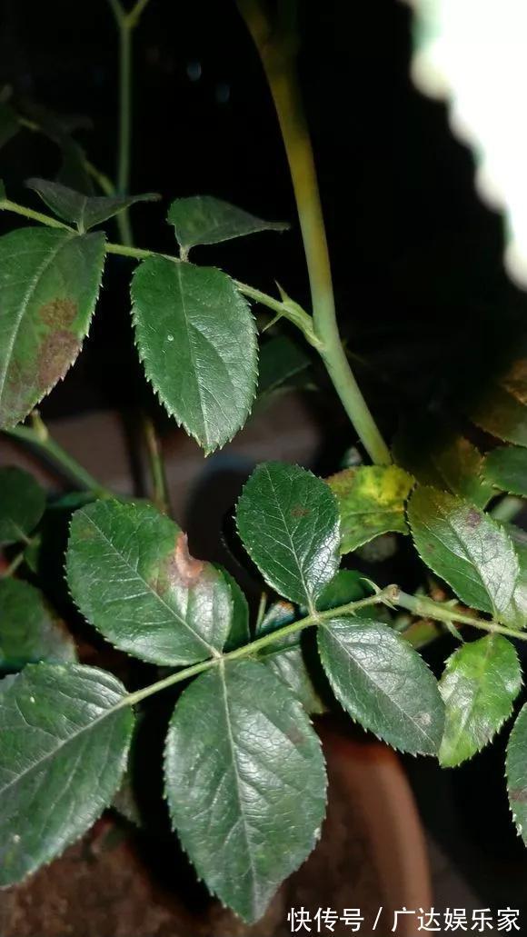 红蜘蛛|养花自制杀菌杀虫水,10天浇一勺,不生虫不得病,长得太旺!